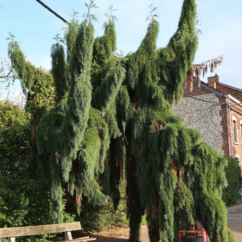 Sequoiadendron giganteum "Pendulum"