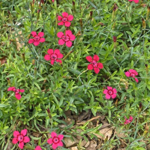 Dianthus deltoides "Brilliant"