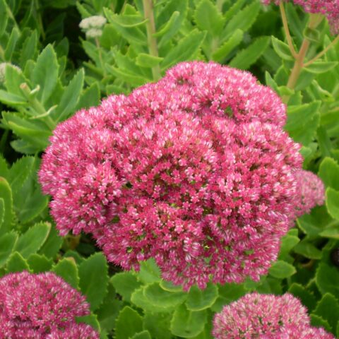 Sedum spectabile "Brilliant"
