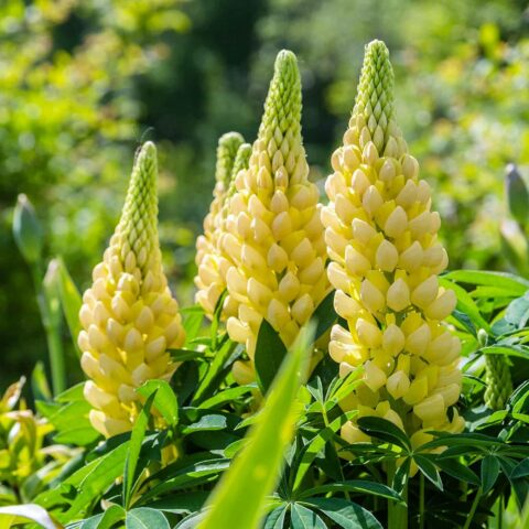 Lupinus polyphyllus "Yellow Shades"