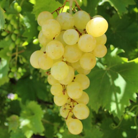 Uva da tavola bianca "Matilde"