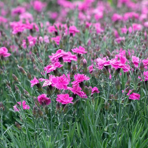 Dianthus "Dinetta Purple"
