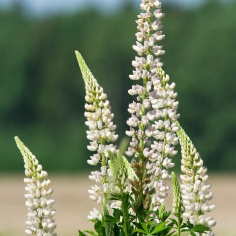 Lupinus polyphyllus "White Shades"