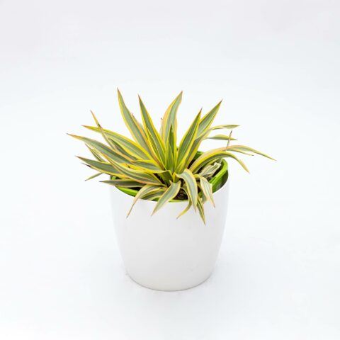 Yucca gloriosa "Citrus Twist"