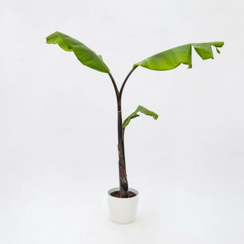 Musa balbisiana "Altia Black"