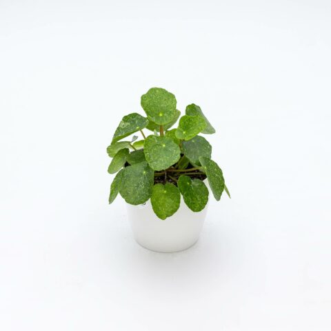 Pilea peperomioides "Sugar"