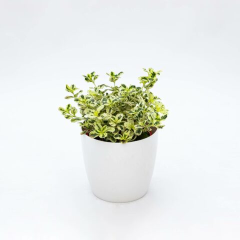 Coprosma repens "Marble Queen"