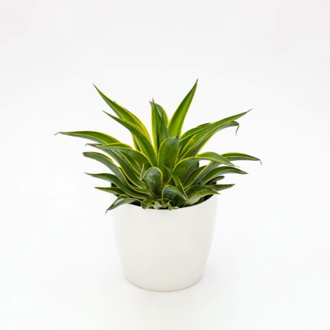 Agave desmettiana "Variegata"