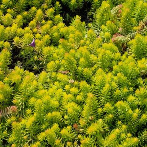 Sedum rupestre "Angelina"