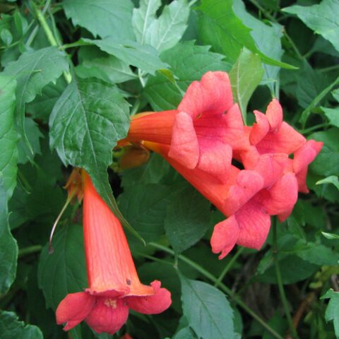 Campsis radicans