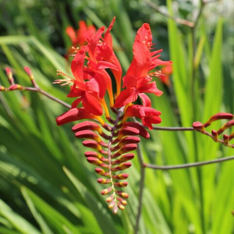 Crocosmia "Lucifer"