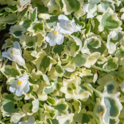 Cymbalaria muralis "Snow Wave"