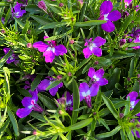 Lobelia erinus "Viola"