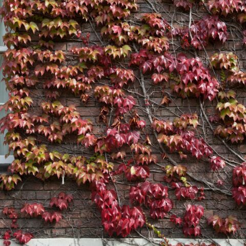 Parthenocissus tricuspidata "Veitchii"