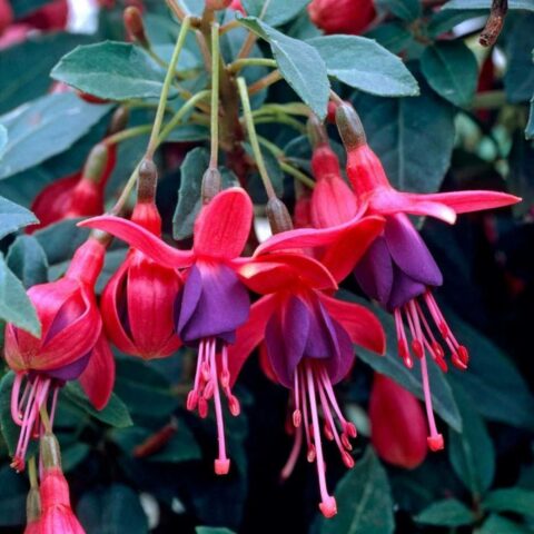 Fuchsia magellanica "Tom Thumb"