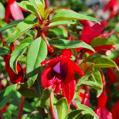 Fuchsia magellanica "David"
