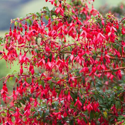 Fuchsia magellanica "Riccartonii"