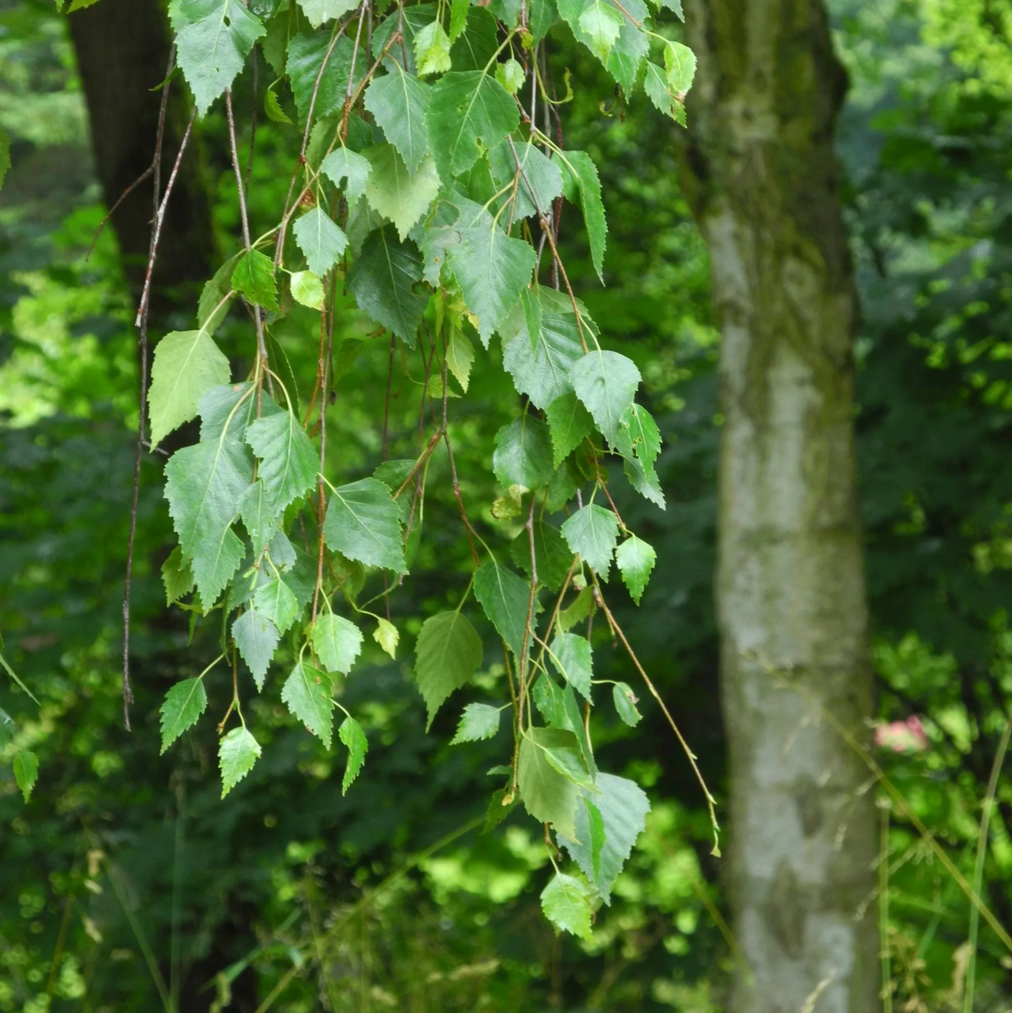 Betula pendula "Youngii"