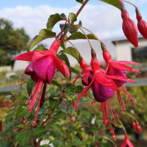 Fuchsia magellanica "Mrs Popple"