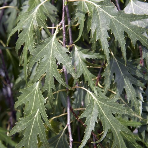 Betula pendula "Dalecarlica"