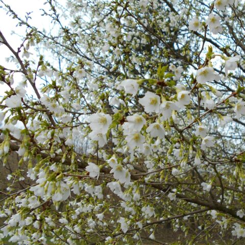 Prunus incisa "Yamadei"