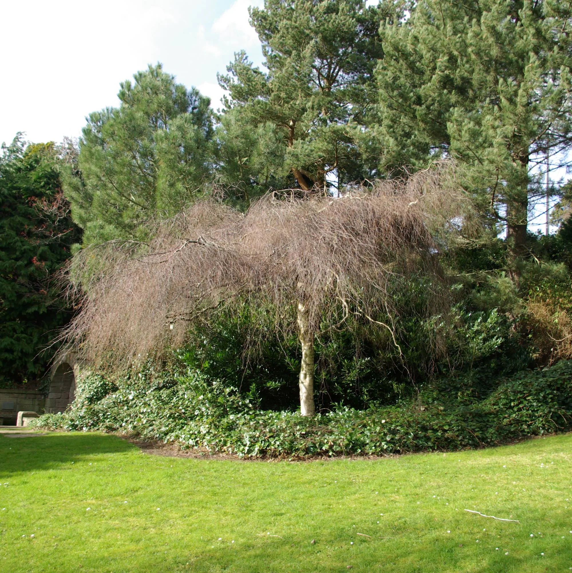 Betula pendula "Youngii"