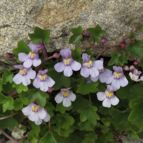 Cymbalaria muralis
