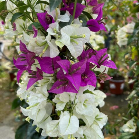 Bougainvillea glabra "Sanderiana Bicolor"