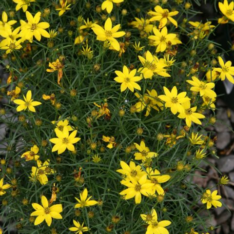 Coreopsis verticillata "Zagreb"