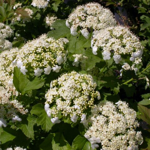 Viburnum opulus "Compactum"