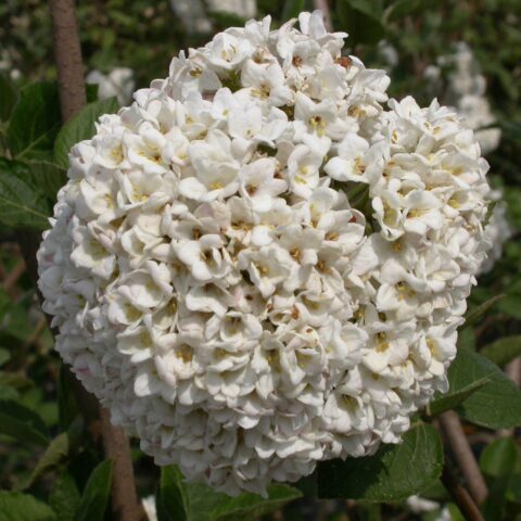 Viburnum x carlcephalum
