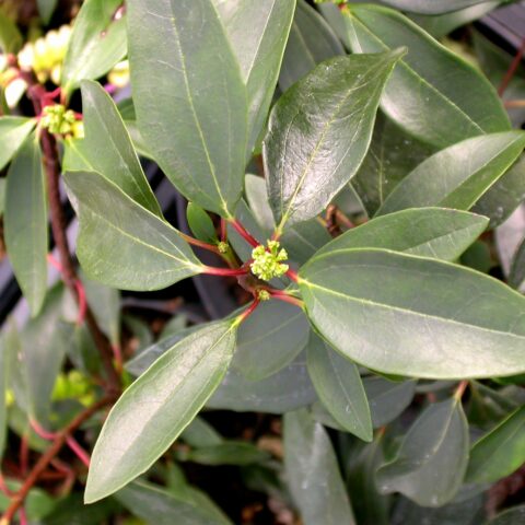Viburnum propinquum