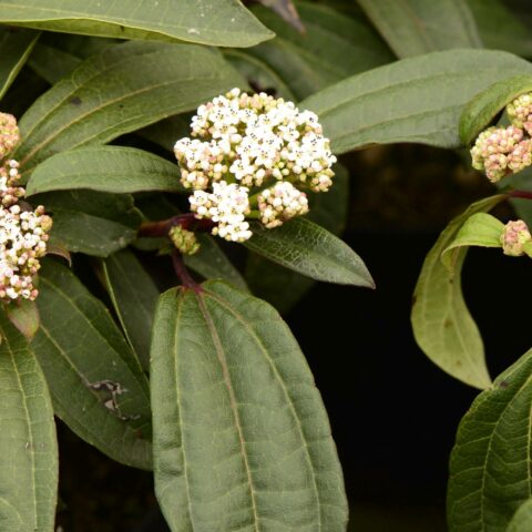 Viburnum davidii