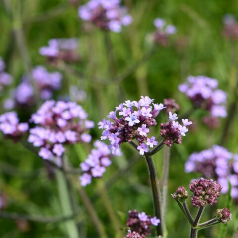 Verbena bonariensis "Lollipop"