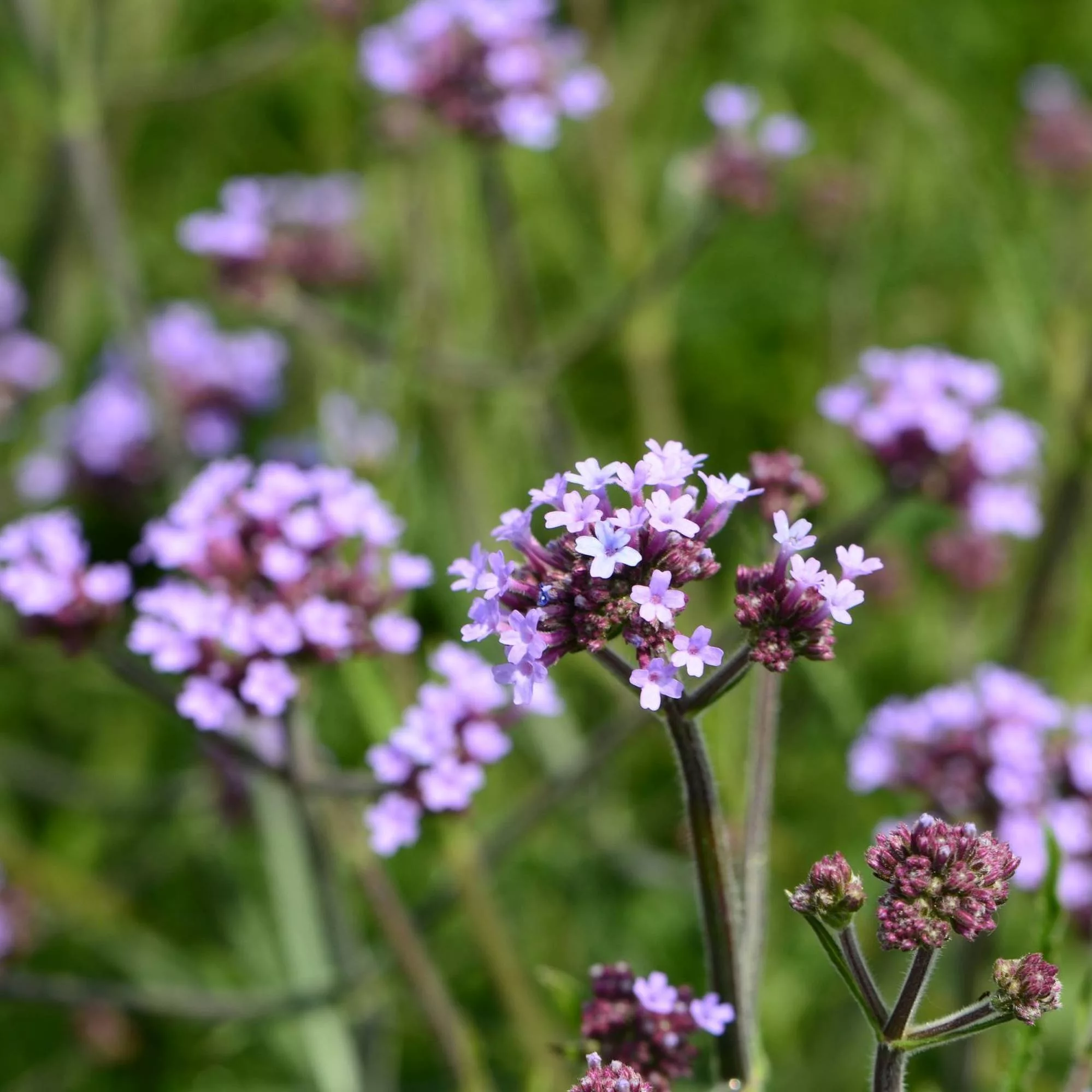 Verbena bonariensis "Lollipop"