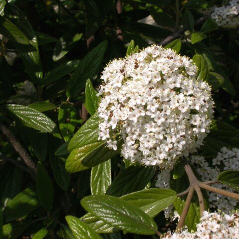 Viburnum "Pragense"