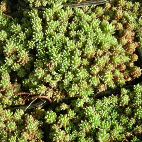 Sedum hispanicum var. minus