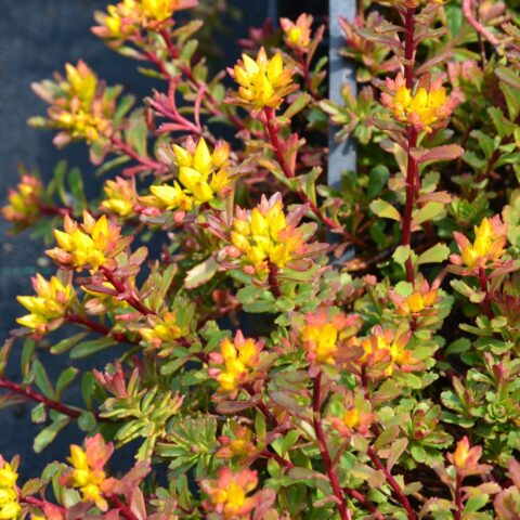 Sedum kamtschaticum