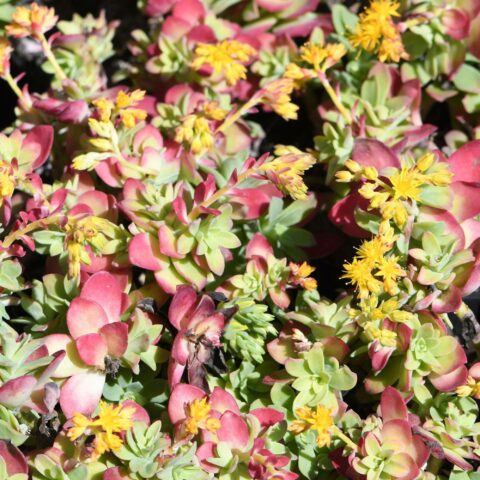 Sedum palmeri