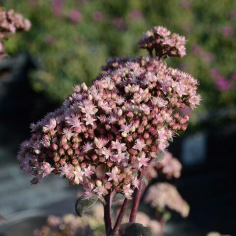 Sedum telephium "Matrona"