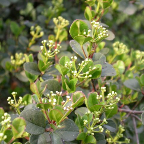 Viburnum harryanum