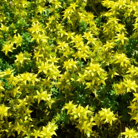 Sedum acre
