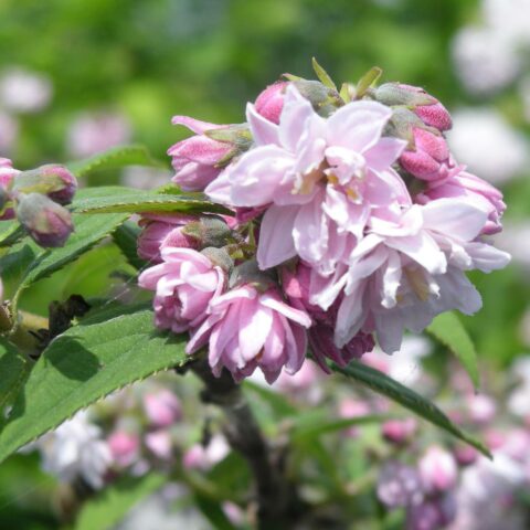 Deutzia "Rosea Plena - Pink Pompon"