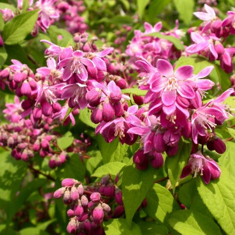 Deutzia "Strawberry Fields"