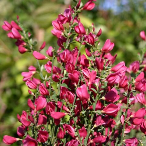 Cytisus "Burkwoodii"
