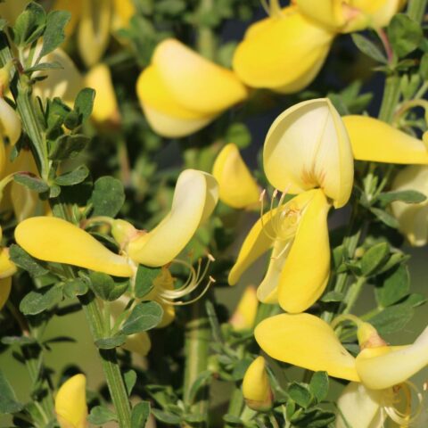 Cytisus scoparius "Luna"