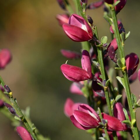 Cytisus scoparius "Roter Favorit"