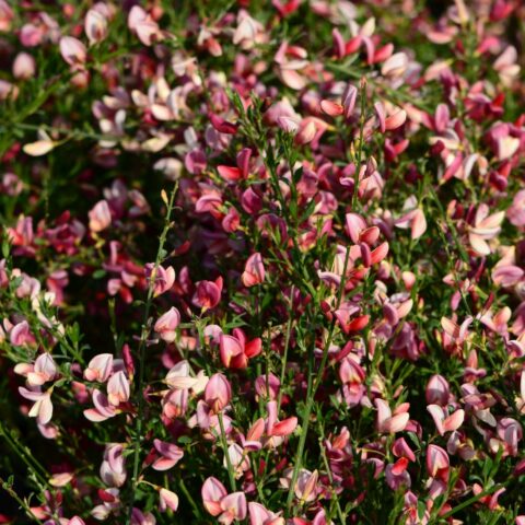 Cytisus "Hollandia"