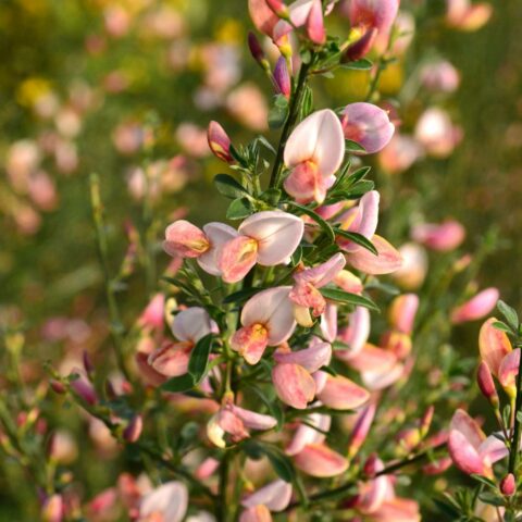 Cytisus x boskoopii "Zeelandia"