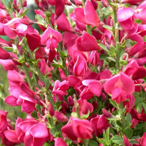 Cytisus scoparius "Boskoop Ruby"